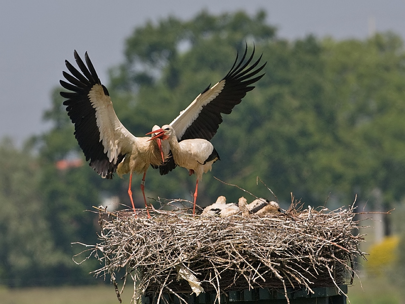 Ciconia ciconia White Stork Ooievaar